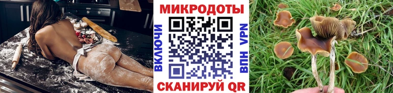 kraken   Курчалой  Псилоцибиновые грибы Magic Shrooms 