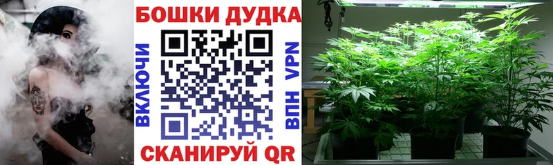 где можно купить   Курчалой  Конопля AK-47 